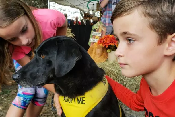 People and pets in kids being kids adopting older dogs in wild words and motivational words.
