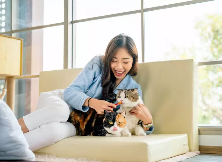 Side view pretty Asian woman give cat food in plastic package to her cat and stay with other cat
